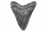Fossil Megalodon Tooth - South Carolina #371950-1